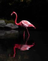 Nicolas DANISZEWSKI - STUDIO MASWANI